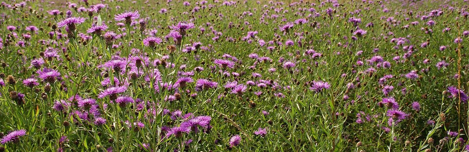 Flockenblumen © Claudia Donat Ein Meer violetter Korbblüten erstreckt sich scheinbar bis zum Horizont.
