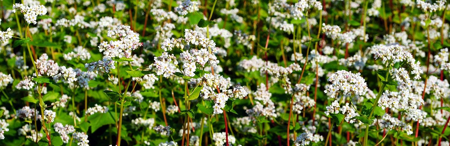 Buchweizen © Claudia Donat Ein Meer von weißen Blüten an roten Stengeln mit herzförmigen Blättern.