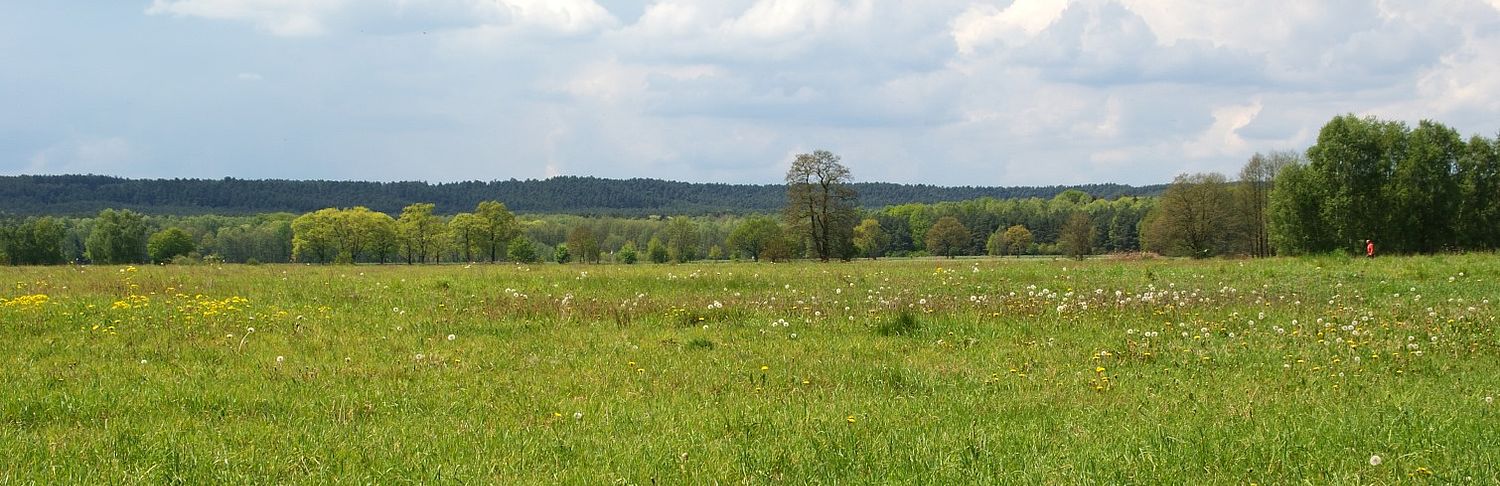 Niederlausitzer Landrücken bei Bornsdorf © Claudia Donat Der Blick reicht über eine grüne, von Pusteblumen und gelben Blüten geschmückte Wiese fast bis zu einer Baumreihe. Die frühlingsfrischen Blätter in den Bäumen zeigen ganz unterschiedliche Grüntöne.. Dahinter erhebt sich der von Wald bedeckte Höhenzug.